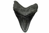 Fossil Megalodon Tooth - South Carolina #332066-2